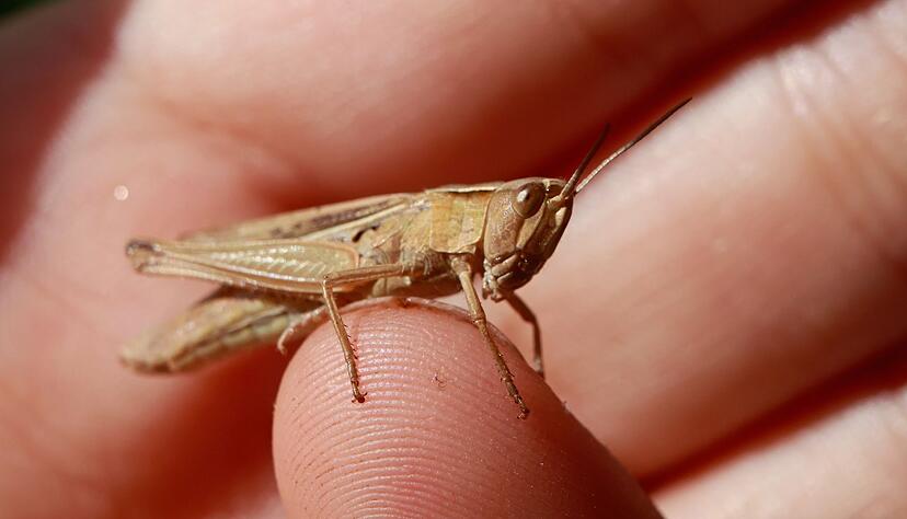Ein eigenes Schulfach zum Klimabewusstsein h&auml;lt Resch nicht f&uuml;r sinnvoll. (Symbolbild)