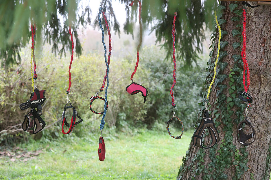 Training mit leerer Leine fördert beim Hobby Dogging ein souveränes Auftreten und sichere Hundeführung.