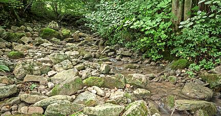 Sehr wenig Wasser ist derzeit auch in den Bachbetten &minus; hier im Holderbach, einem Seitenbach der Jagst an der Kreisgrenze bei Eberbach.