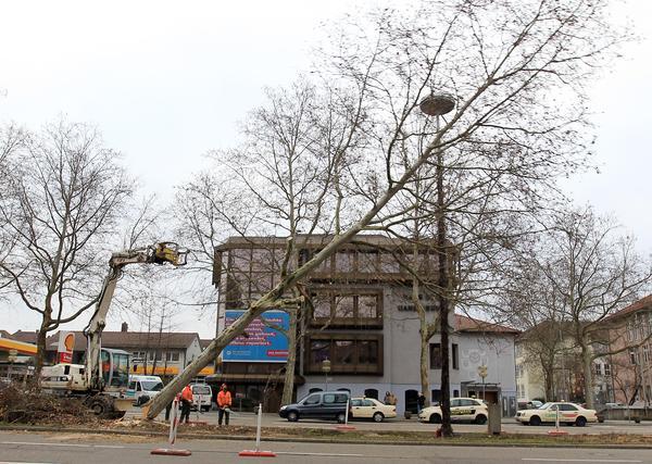 Baumfällung Allee | 28.01.11