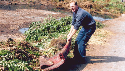 Teppich gef&auml;llig? Bauhofleiter Bernd Schmidt zieht einen Teppich aus dem Schnittgut, den jemand auf dem Lehrensteinsfelder H&auml;ckselplatz entsorgt hat.Foto: D&ouml;ttling
