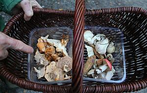 Vielfältige Auswahl, aber nicht alle sind essbar: Pilz-Ausbeute im Finsterroter Wald am ersten Oktobertag. Vielfältige Auswahl, aber nicht alle sind essbar: Pilz-Ausbeute im Finsterroter Wald am ersten Oktobertag.