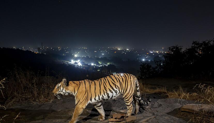 Ein Tiger bewegt sich au&szlig;erhalb der indischen Stadt Bhopal.