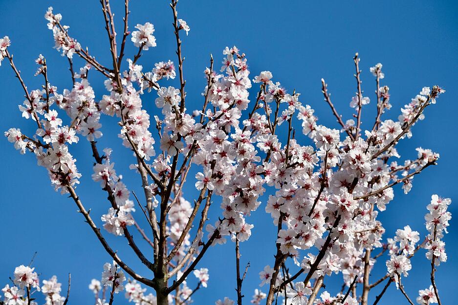 In voller Bl&uuml;te steht ein Mandelbaum am Fleiner Eselsberg und zeigt seine wei&szlig;en Bl&uuml;ten.