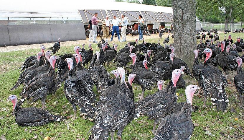 Schon jetzt haben die Puten auf dem Demeterhof in M&auml;usdorf mehr Platz als &uuml;blich. Doch der Verbraucher muss bereit sein, das zu bezahlen. Foto: Archiv/Griesinger