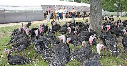 Schon jetzt haben die Puten auf dem Demeterhof in Mäusdorf mehr Platz als üblich. Doch der Verbraucher muss bereit sein, das zu bezahlen.
Foto: Archiv/Griesinger Schon jetzt haben die Puten auf dem Demeterhof in Mäusdorf mehr Platz als üblich. Doch der Verbraucher muss bereit sein, das zu bezahlen.
Foto: Archiv/Griesinger