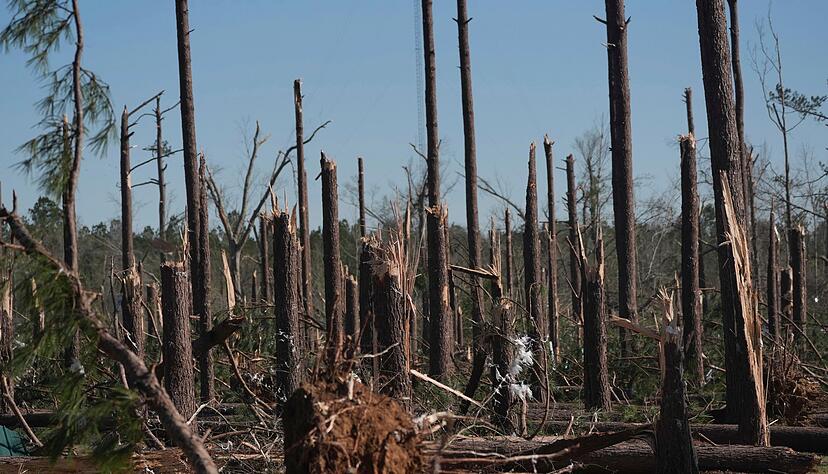 Ein Kiefernwald in Mississippi wurde durch einen Tornado zerstört. Ein Kiefernwald in Mississippi wurde durch einen Tornado zerstört.