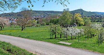 Das Gebiet "Salzberg" in Anschluss an die Frankenstraße in Eschenau soll als nächstes Wohnbaugebiet entwickelt werden.
Foto: Mario Berger