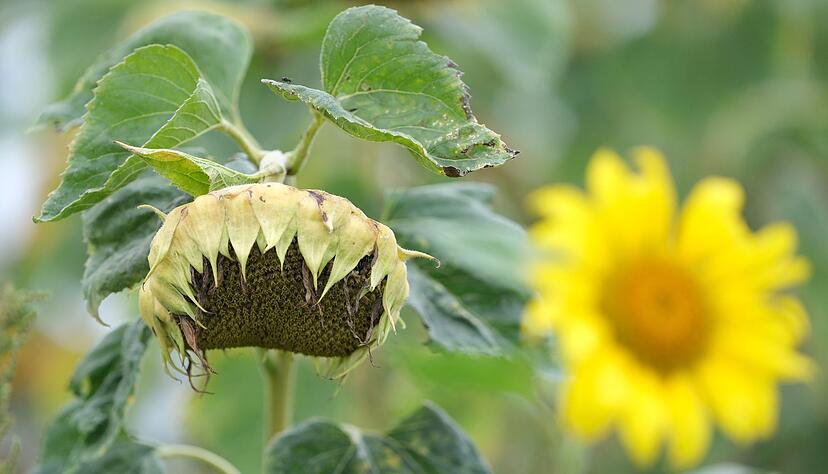 Der meteorologische Herbst hat begonnen. Doch die Temperaturen drehen teils noch spätsommerlich kräfig auf. Der meteorologische Herbst hat begonnen. Doch die Temperaturen drehen teils noch spätsommerlich kräfig auf.