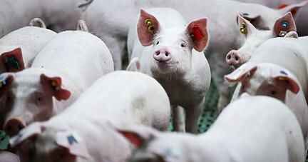 SPD, Grüne und FDP diskutieren über eine Finanzierung dafür, dass Landwirte nicht allein auf Kosten für Stallumbauten und Mehraufwand sitzen bleiben.