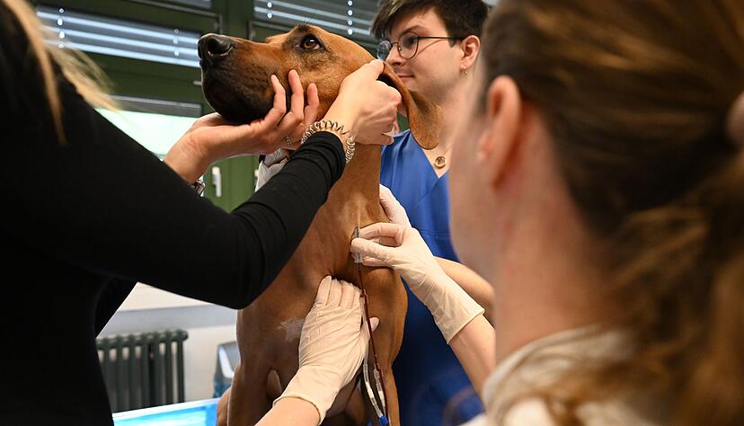 Je gr&ouml;&szlig;er der Hund, desto mehr Blut kann man abnehmen. Sami spendet um die 300 Milliliter.