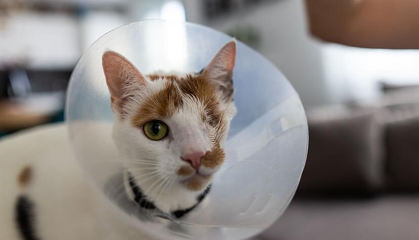 Katze Maja wurde von zwei Geschossen getroffen. Katze Maja wurde von zwei Geschossen getroffen.