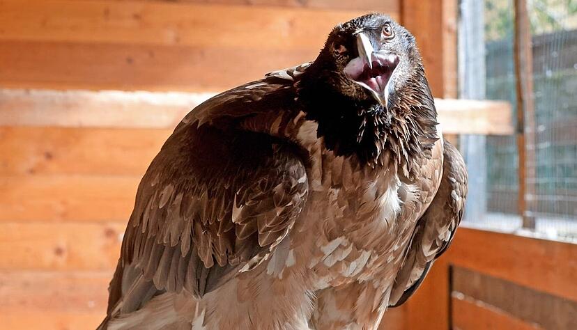 Bartgeier Oberon ist im Februar 2025 geschl&uuml;pft und mittlerweile ein fester Bestandteil der Flugvorf&uuml;hrungen.