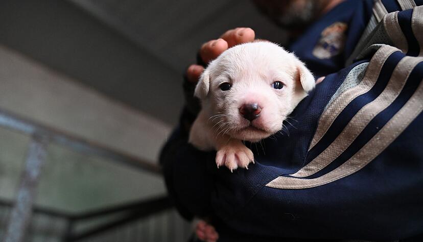 Welpen werden vielerorts in China teilweise auf der Stra&szlig;e verkauft.