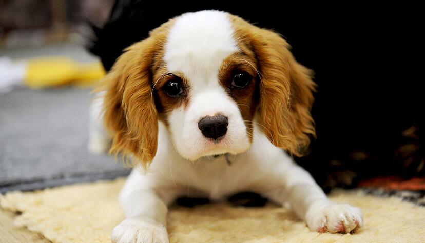 Zu jung: Ein Hormonchip darf nur geschlechtsreifen R&uuml;den eingesetzt werden.