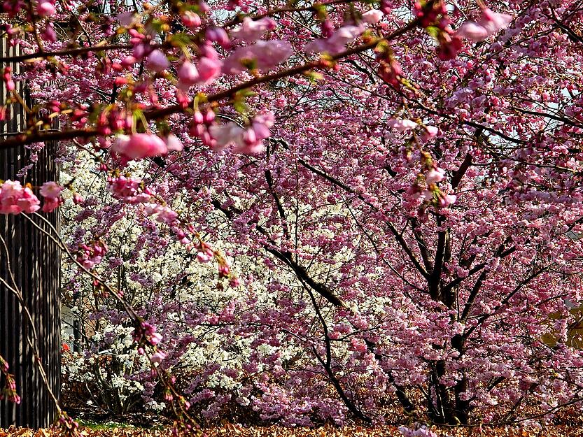 Wer im Stadtgarten in Heilbronn spazieren geht, darf sich auf eine bunte Farbpracht freuen.