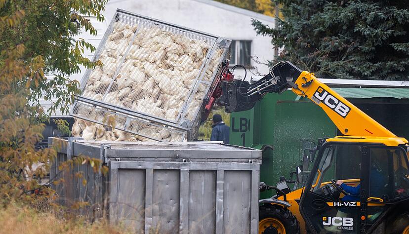 Unz&auml;hlige G&auml;nse und Enten mussten aufgrund des Vogelgrippe-Ausbruchs in Agrarbetrieben bereits get&ouml;tet werden.  (Archivbild)
