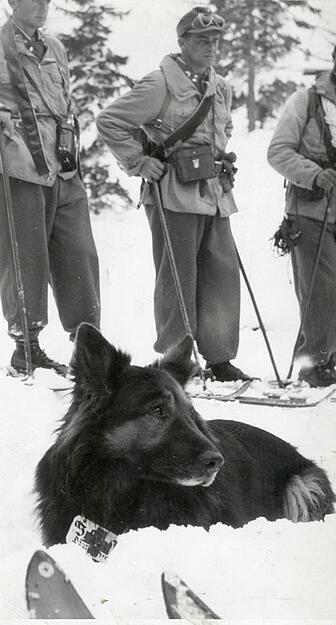 Lawinenhunde sind wichtige Helfer bei der Suche nach den Vermissten. Hier ein Suchtrupp mit dem erschöpften "Ajax".