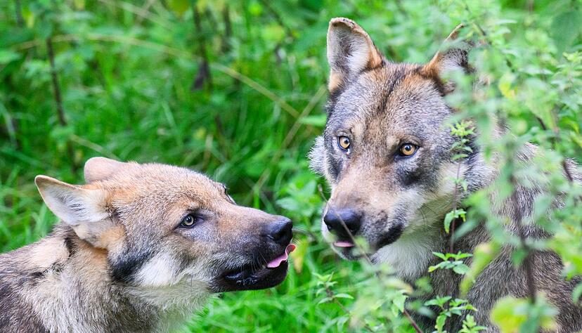 Der Wolf ist naturschutzrechtlich streng geschützt. Der Wolf ist naturschutzrechtlich streng geschützt.