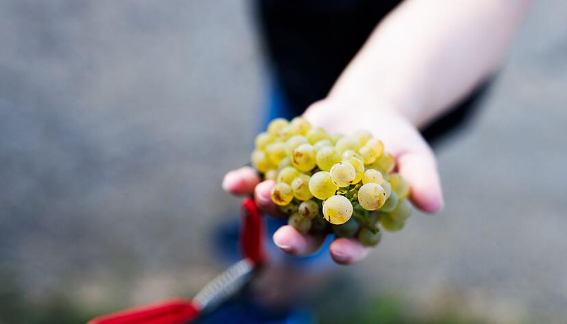 Der Badische Weinbauverband ist mit der Traubenqualit&auml;t zufrieden. (Achivbild)