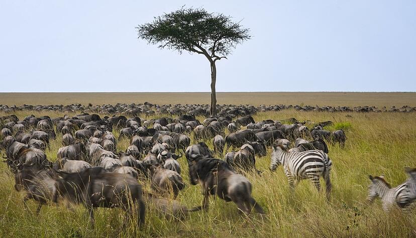Die alljährliche Gnuwanderung von der Serengeti in die Masai Mara ist ein weltberühmtes Naturspektakel Die alljährliche Gnuwanderung von der Serengeti in die Masai Mara ist ein weltberühmtes Naturspektakel