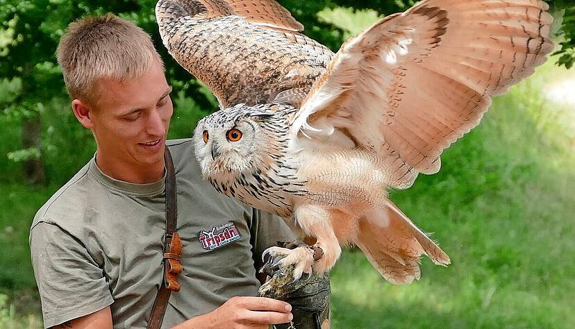 Die Greifvögel sind eine der Attraktionen im Wildparadies Tripsdrill. Insgesamt gibt es dort 60 Tierarten zu bestaunen.