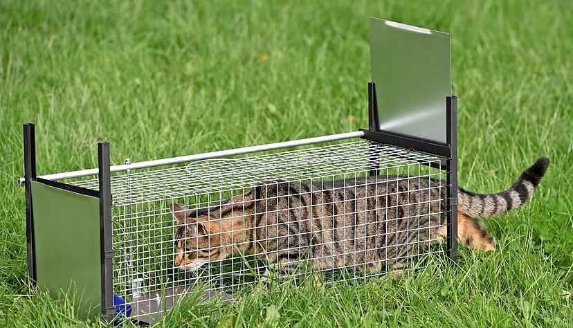 Mit Lebenfallen fangen Tierschützer Streuner ein, die kastriert und gekennzeichnet werden. Eine Katzenschutzverordnung könnte die Arbeit erleichtern. Mit Lebenfallen fangen Tierschützer Streuner ein, die kastriert und gekennzeichnet werden. Eine Katzenschutzverordnung könnte die Arbeit erleichtern.