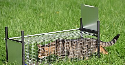Mit Lebenfallen fangen Tierschützer Streuner ein, die kastriert und gekennzeichnet werden. Eine Katzenschutzverordnung könnte die Arbeit erleichtern.
Foto: dpa/ Rehder