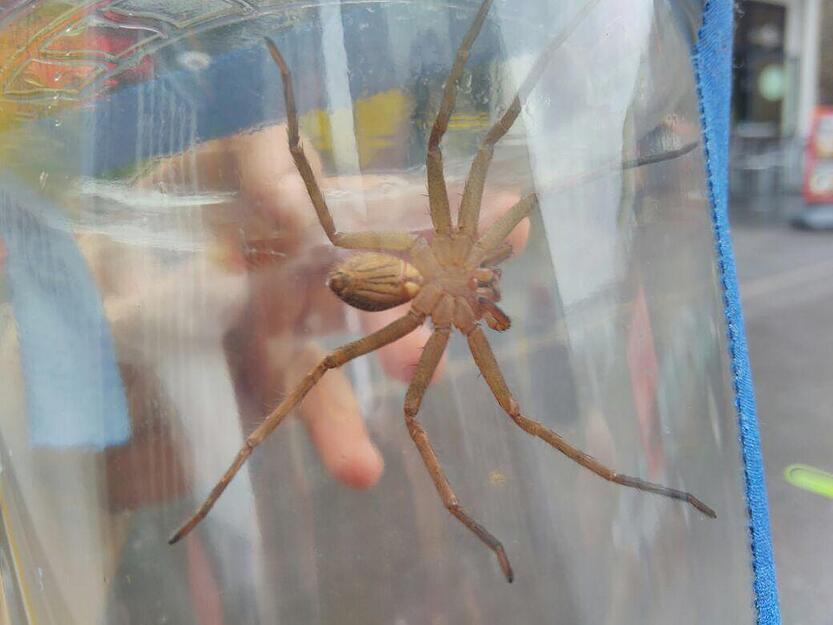 Spinnenfund in Edeka-Markt Spinnenfund in Edeka-Markt