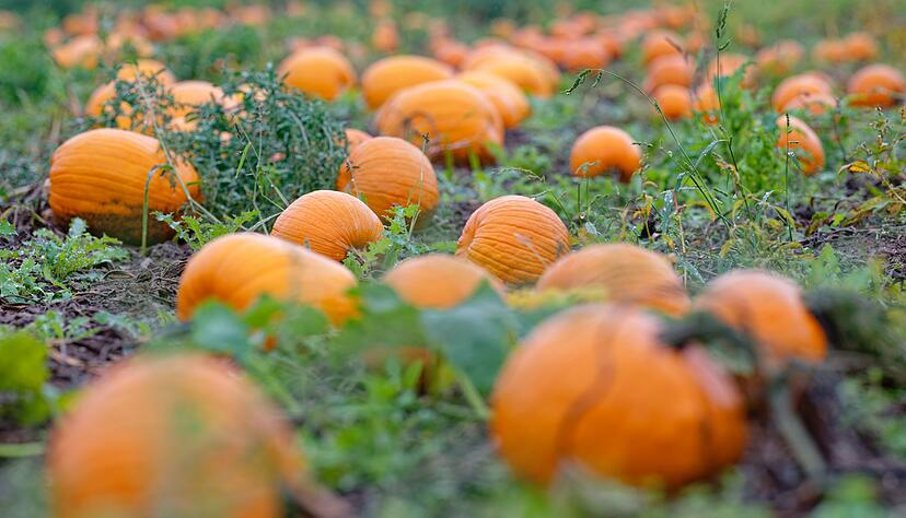 Auch wettertechnisch ist es nicht zu leugnen: Der Herbst hat Einzug gehalten. (Archivbild)
