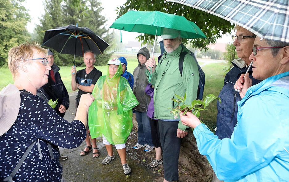 Lesersommer: meine.stimme-Wildkr&auml;uterf&uuml;hrung