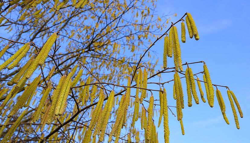 Pollen sind die h&auml;ufigsten Ausl&ouml;ser allergischer Atemwegserkrankungen.