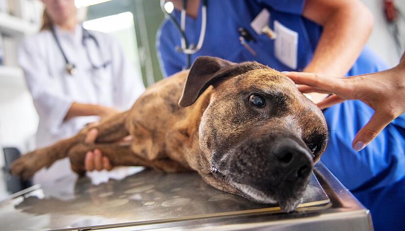 Wer beobachtet, dass der Hund Weintrauben gefressen hat, sollten mit dem Tier so schnell wie möglich zum Tierarzt. Wer beobachtet, dass der Hund Weintrauben gefressen hat, sollten mit dem Tier so schnell wie möglich zum Tierarzt.