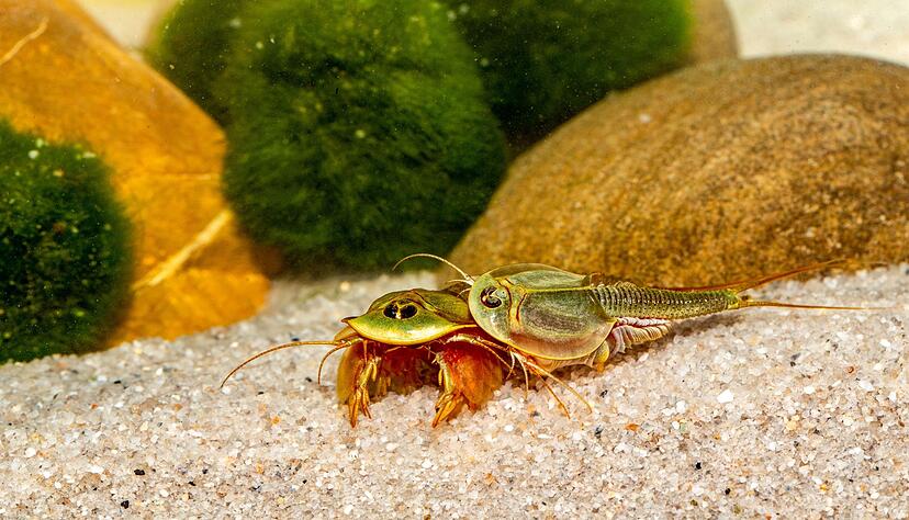Zum Themendienst-Bericht vom 30. Dezember 2022: Ein Mongolisches Schildkrebs-Paar &laquo;Triops sp. Mongolei&raquo; im Aquarium.