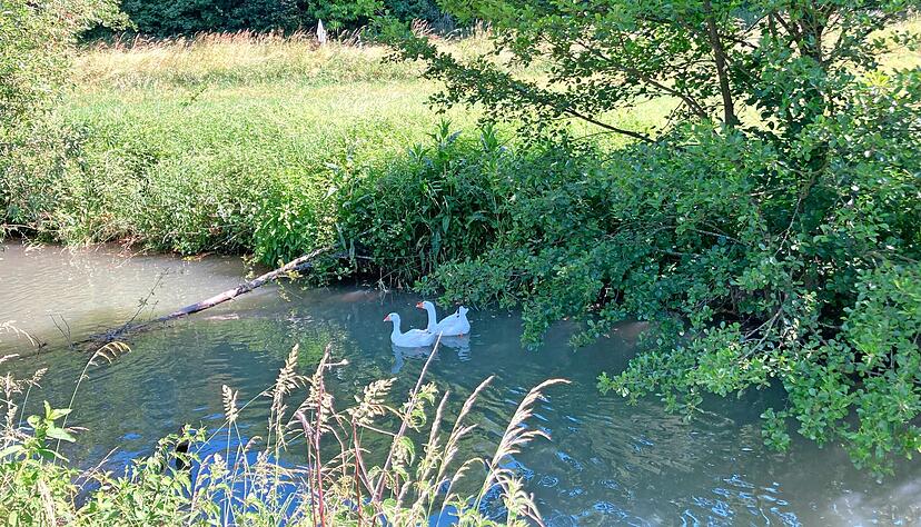 Gabriele Pfeiffer stirbt bei einer 700-Jahr-Feier. Ihre Leiche wird damals im Erlenbach nahe dem Festgelände entdeckt.