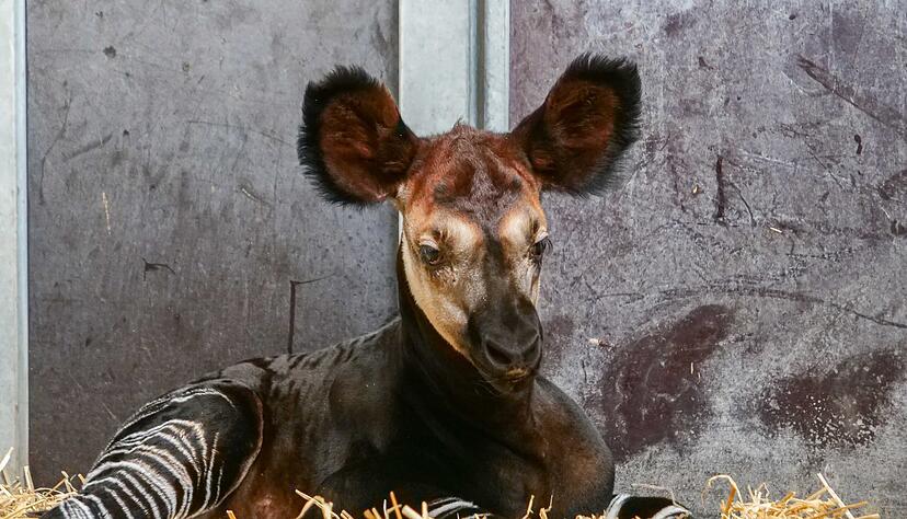 Geburt bei den Okapis in der Wilhelma. Geburt bei den Okapis in der Wilhelma.