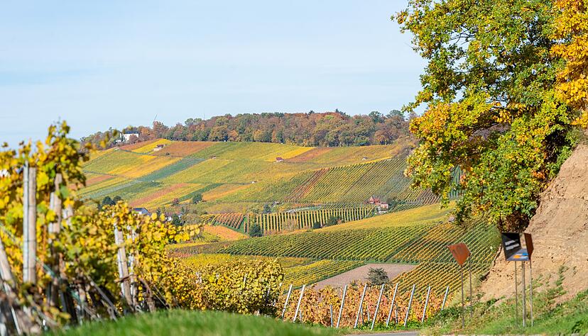 Wald, Wein und Wiesen: Beim Blick von der Jägerhausstraße offenbart sich dem Betrachter in diesen Tagen ein farbenfrohes Herbstpanorama. Wald, Wein und Wiesen: Beim Blick von der Jägerhausstraße offenbart sich dem Betrachter in diesen Tagen ein farbenfrohes Herbstpanorama.