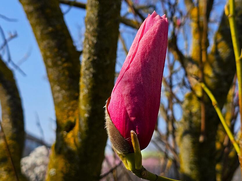 Eine erste Knospe ist ausgetrieben. Nicht mehr lange und der ganze Baum ist voller pinkfarbener Bl&uuml;ten.