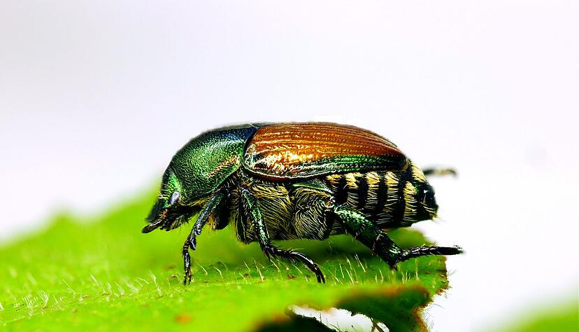 Ein Japankäfer sitzt auf einem Blatt. Ein Japankäfer sitzt auf einem Blatt.