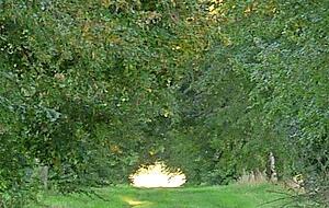 Volle Grasnarbe: So sah die historische Baumallee noch vor Monaten aus. Volle Grasnarbe: So sah die historische Baumallee noch vor Monaten aus.