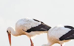 Alles muss stimmen: Heimatreporter Herbert Fahr hat im Hohenlohekreis Störche beim Nestausbessern fotografiert. Alles muss stimmen: Heimatreporter Herbert Fahr hat im Hohenlohekreis Störche beim Nestausbessern fotografiert.