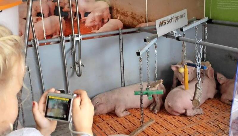 Auf viel Interesse &minus; auch bei den j&uuml;ngsten Besuchern &minus;st&ouml;&szlig;t das Schweinemobil des Bauernverbandes auf der Landesgartenschau. Foto: privat