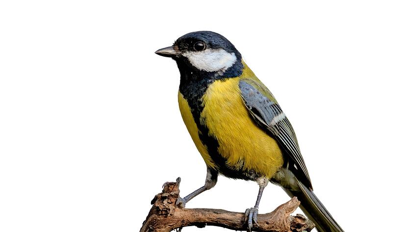 Kohlmeisen gelten unter Ornithologen als sehr anpassungsfähig. Bei warmen Temperaturen brüten  die in der Region Heilbronn und Hohenlohe sehr häufig vorkommenden Vögel früher.