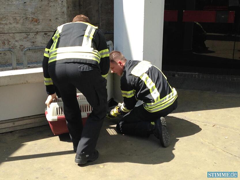 Feuerwehr rettet Entenfamilie | 02.07.