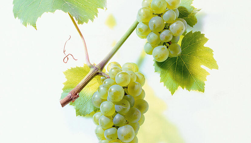 Wei&szlig;wein ist derzeit st&auml;rker gefragt als Rotwein.