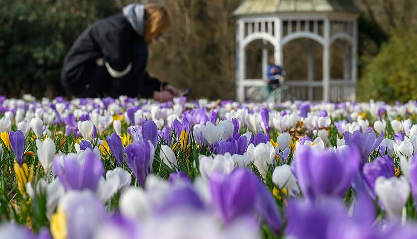 Im ersten meteorologischen Frühlingsmonat blühten auch die Krokusse. (Archivbild) Im ersten meteorologischen Frühlingsmonat blühten auch die Krokusse. (Archivbild)