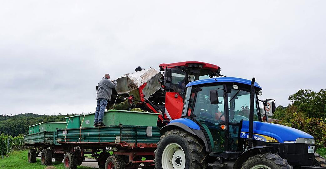 Der Neckarsulmer Weing&auml;rtner Wolfgang Benz l&auml;sst in seinen L&ouml;wensteiner Weinbergen die Trauben mit dem Vollernter lesen.
Foto: Gustav D&ouml;ttling