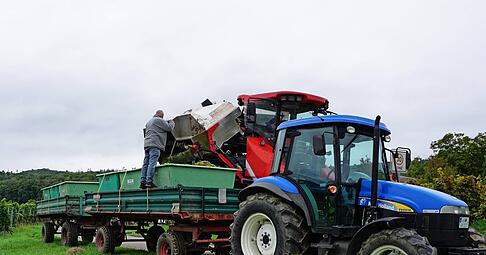 Der Neckarsulmer Weing&auml;rtner Wolfgang Benz l&auml;sst in seinen L&ouml;wensteiner Weinbergen die Trauben mit dem Vollernter lesen.
Foto: Gustav D&ouml;ttling