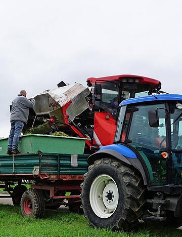 Der Neckarsulmer Weing&auml;rtner Wolfgang Benz l&auml;sst in seinen L&ouml;wensteiner Weinbergen die Trauben mit dem Vollernter lesen.
Foto: Gustav D&ouml;ttling