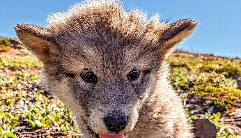 Die Husky-Welpen in Tasiluk haben es der Gruppe besonders angetan.